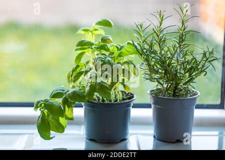 Innen Hausgarten von Basilikum und Rosmarin in Töpfen auf der Fensterbank, wachsende Pflanzen zu Hause Stockfoto