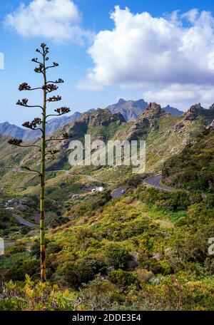 Kurvenreiche Straße in bewaldeten Macizo de Anaga Range Stockfoto