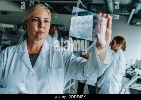 Wissenschaftlerin untersucht den menschlichen Hirnrutscher, während sie mit ihrer Kollegin steht Im Hintergrund im Labor Stockfoto