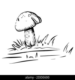 Waldpilz im Gras. Handgezeichnete Linienzeichnung im gravierten Doodle-Stil. Isolierter Vektor. Vegetarische Herbstgerichte. Braune Kappe oder orangefarbene Tasse Boletus. Botanische Zeichnung mit Striche. Stock Vektor