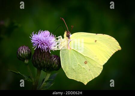 Gemeiner Schwefel-Schmetterling (Gonepteryx rhamni), der auf der Pflanze steht Stockfoto
