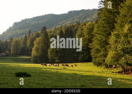 Herde von Kühen, die im Sommer auf der Almwiese grasen Stockfoto