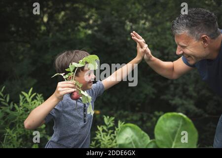 Glücklicher Junge, der dem Vater High-five gab, während er Rettich in sich hielt Garten Stockfoto