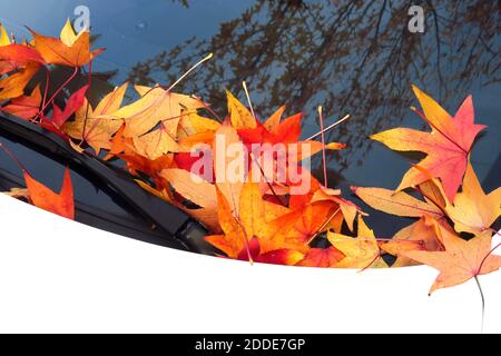 Gefallen American sweetgum (Liquidambar styraciflua) Blätter liegen auf der Windschutzscheibe des Autos Stockfoto