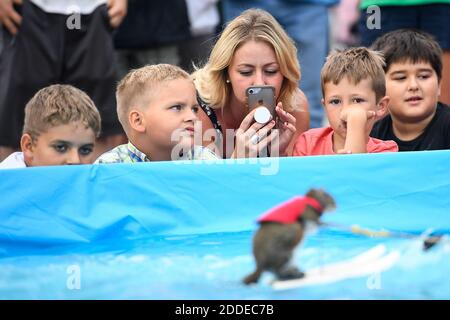 Twiggy Das Wasserski Eichhornchen Stockfotografie Alamy