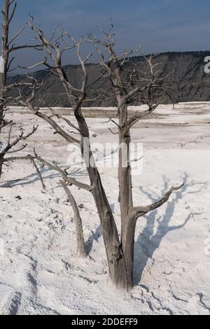 Eine tote Kiefernkiefer auf der Hauptterrasse, Mammoth Hot Springs, Yellowstone National Park, Wyoming, USA. Stockfoto