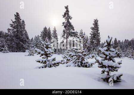 Schneebedeckte Kiefern an einem kalten Wintertag im Yellowstone National Park, Wyoming, USA. Stockfoto