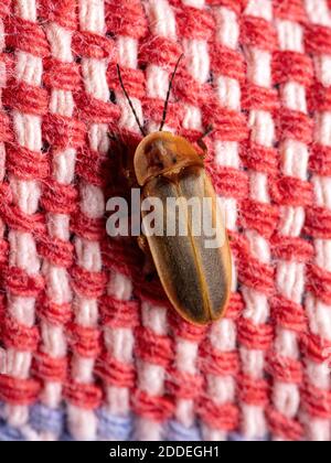 Brasilianischer Firefly Käfer der Familie Lampyridae Stockfoto