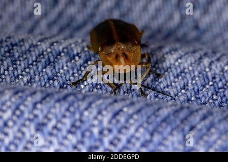 Brasilianischer Firefly Käfer der Familie Lampyridae Stockfoto