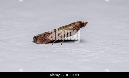 Indische Mahlzeit Motte der Art Plodia interpunctella Stockfoto