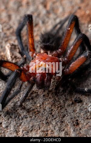 Vorhang-Netz-Spinne der Gattung Diplura Stockfoto