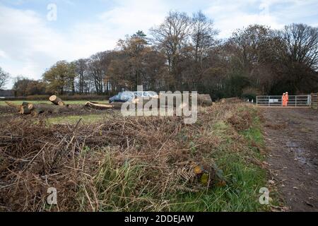 Aylesbury Vale, Großbritannien. November 2020. Ein ausgewachsener Baum und Hecke in der Nähe des GrimÕs Grabens, die von Auftragnehmern für die Hochgeschwindigkeits-Eisenbahnverbindung HS2 entfernt wurden. GrimÕs Graben ist ein angeplantes antikes Denkmal, ein Erdwerk, das vermutlich im 1. Jahrtausend v. Chr. entstanden ist und von historisch wichtigen Hecken begrenzt wird, und das HS2-Projekt wird voraussichtlich etwa ein Drittel eines 350 Meter langen Abschnitts des Grabens zerstören. Kredit: Mark Kerrison/Alamy Live Nachrichten Stockfoto