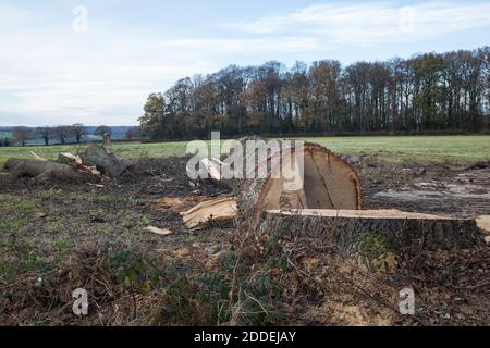 Aylesbury Vale, Großbritannien. November 2020. Ein reifer Baum in der Nähe des Grabens von GrimÕs, der von den Auftragnehmern für die Hochgeschwindigkeits-Eisenbahnverbindung HS2 gefällt wurde. GrimÕs Graben ist ein angeplantes antikes Denkmal, ein Erdwerk, das vermutlich im 1. Jahrtausend v. Chr. entstanden ist und von historisch wichtigen Hecken begrenzt wird, und das HS2-Projekt wird voraussichtlich etwa ein Drittel eines 350 Meter langen Abschnitts des Grabens zerstören. Kredit: Mark Kerrison/Alamy Live Nachrichten Stockfoto