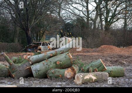 Aylesbury Vale, Großbritannien. November 2020. Holzschnitzel und Teile von Baumstamm von alten Bäumen vor kurzem um GrimÕs Graben für die HS2 High-Speed-Bahnverbindung gefällt. GrimÕs Graben ist ein angeplantes antikes Denkmal, ein Erdwerk, das vermutlich im 1. Jahrtausend v. Chr. entstanden ist und von historisch wichtigen Hecken begrenzt wird, und das HS2-Projekt wird voraussichtlich etwa ein Drittel eines 350 Meter langen Abschnitts des Grabens zerstören. Kredit: Mark Kerrison/Alamy Live Nachrichten Stockfoto