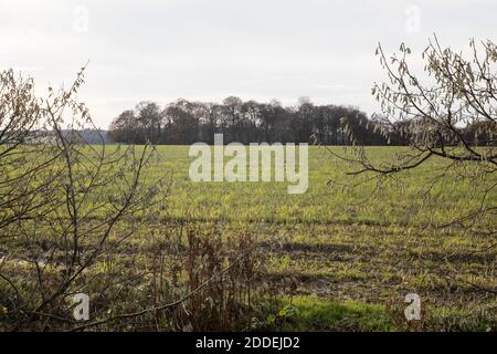 Aylesbury Vale, Großbritannien. November 2020. Uralter Wald bei Jones Hill Woods. Ein großer Teil von Jones Hill Woods, die angeblich Roalds DahlÕs childrenÕs Geschichte inspiriert haben fantastisch Mr Fox, Ist mit drohenden Zerstörung für die umstrittene HS2 High-Speed-Bahn-Projekt bedroht, aber die Arbeit ist derzeit nach der Erhebung von Bedenken von Einzelpersonen und professionelle Ökologen in Bezug auf die Anwesenheit von seltenen barbastelle Fledermäuse im alten Wald angehalten. Kredit: Mark Kerrison/Alamy Live Nachrichten Stockfoto