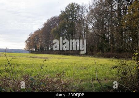 Aylesbury Vale, Großbritannien. November 2020. Wald in der Nähe von GrimÕs Graben. GrimÕs Graben ist ein angeplantes antikes Denkmal, ein Erdwerk, das vermutlich im 1. Jahrtausend v. Chr. entstanden ist und von historisch wichtigen Hecken begrenzt wird, und das HS2-Projekt wird voraussichtlich etwa ein Drittel eines 350 Meter langen Abschnitts des Grabens zerstören. Kredit: Mark Kerrison/Alamy Live Nachrichten Stockfoto