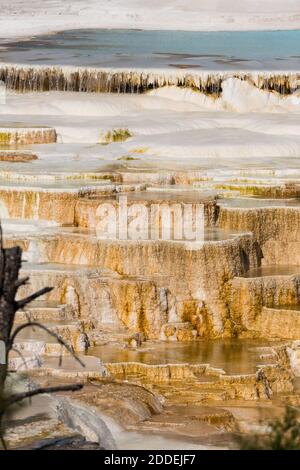 Canary Spring Terraces, Hauptterrasse, Mammoth Hot Springs, Yellowstone National Park, Wyoming, USA. Stockfoto