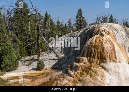 Orange Spring Mound auf den oberen Terrassen von Mammoth Hot Springs, Yellowstone National Park, Wyoming, USA. Stockfoto