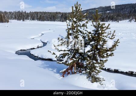 Myriad Creek schlängelt sich durch eine schneebedeckte Wiese auf dem Weg zum Firehole River im Yellowstone National Park, Wyoming, USA. Stockfoto