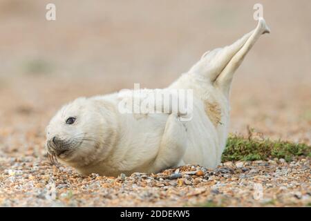 Gray Seal Brutzeit am Blakeney Point in Norfolk am Montag 23. November 2020. (Kredit: Leila Coker, Mi News & Sport Ltd) Stockfoto