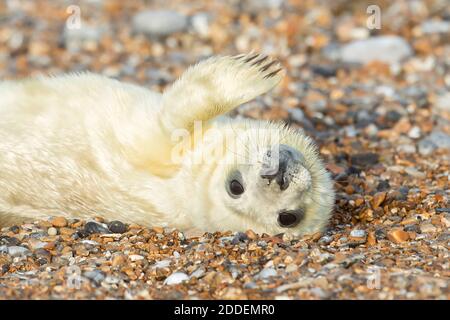 Neugeborenes Seehund spielt während der Brutzeit am Blakeney Point in Norfolk am Kiesstrand herum. Stockfoto