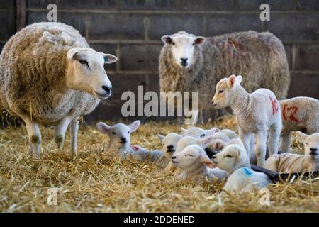 White konfrontiert neugeborene Lämmer mit Mutterschafen auf einem Bauernhof bei lambing Zeit im Frühjahr, North Yorkshire, England, Großbritannien Stockfoto