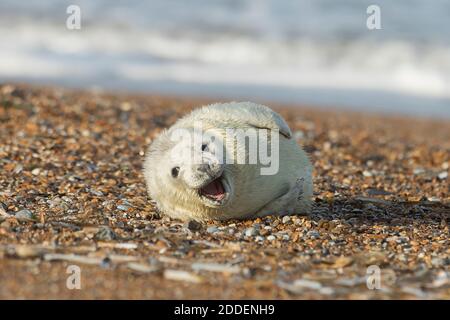 Neugeborenes Seehund spielt während der Brutzeit am Blakeney Point in Norfolk am Kiesstrand herum. Stockfoto