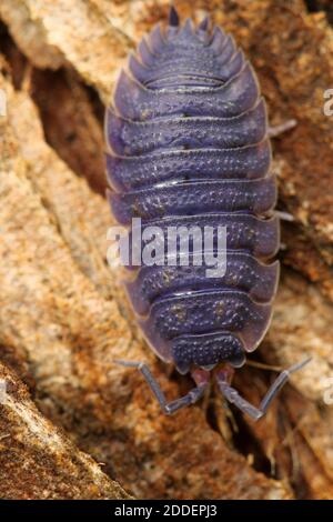 Waldlaus (Armadillidium vulgare) Stockfoto