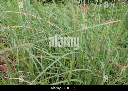 Hohes Gras aus nächster Nähe Stockfoto