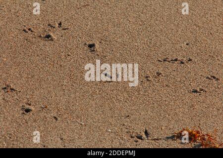 Mittlere Aufnahme von Fußabdrücken und Markierungen im Sand Stockfoto