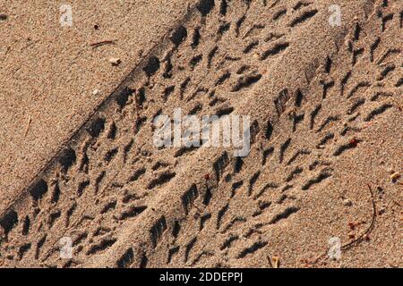 Traktorschienen - Nahaufnahme am Strand Stockfoto