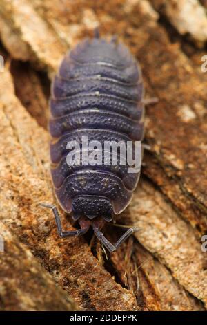 Waldlaus (Armadillidium vulgare) Stockfoto