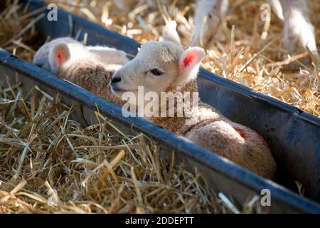 Weiß konfrontiert neugeborenen Lleyn Lämmer in einem Futtertrog auf einer Farm zu lambing Zeit, England, Großbritannien liegen Stockfoto