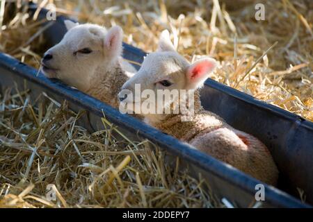 Weiß konfrontiert neugeborenen Lleyn Lämmer in einem Futtertrog auf einer Farm zu lambing Zeit, England, Großbritannien liegen Stockfoto