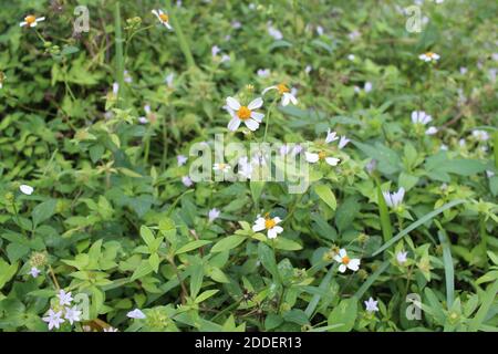 Mittlerer Schuss Gänseblümchen im Gras Stockfoto