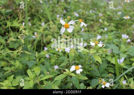 Nahaufnahme von Gänseblümchen Blumen Stockfoto