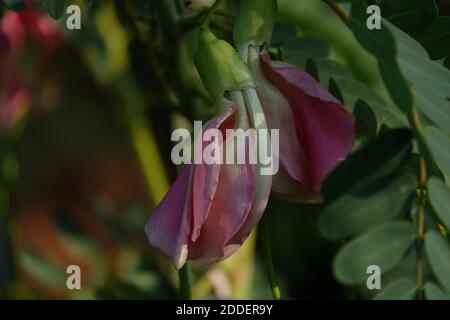 Nahaufnahme der Pink Turi (Sesbania grandiflora) Blume wird als Gemüse und Medizin gegessen. Die Blätter sind regelmäßig und abgerundet. Die Frucht ist wie Stockfoto