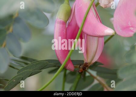 Unschärfe-Nahaufnahme Bild von Pink Turi (Sesbania grandiflora) Blume wird als Gemüse und Medizin gegessen. Die Blätter sind regelmäßig und abgerundet. Die Früchte Stockfoto