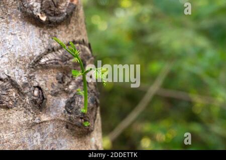 Neu überarbeitetes Wachstum aus einem alten Konzept. Ein neuer Sprossen aus einem alten Baum. Hochwertige Fotos Stockfoto