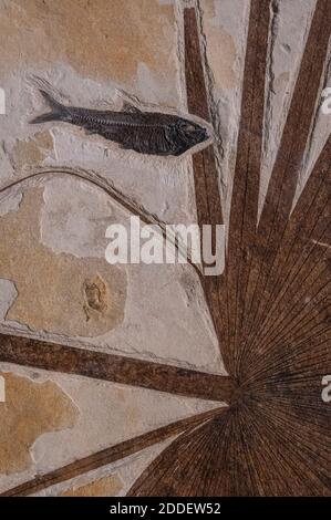 Palmblatt und fossile Fische erhalten Stockfoto