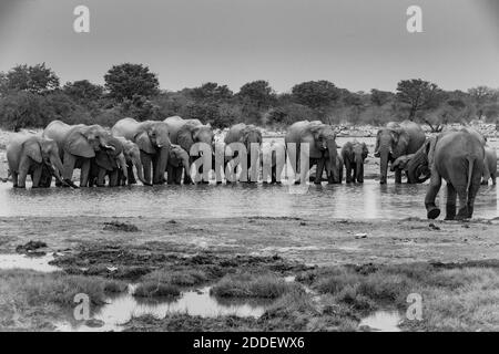 Elefantenherde trinkt aus einem Wasserloch in Etosha - Schwarz und Weiß Stockfoto