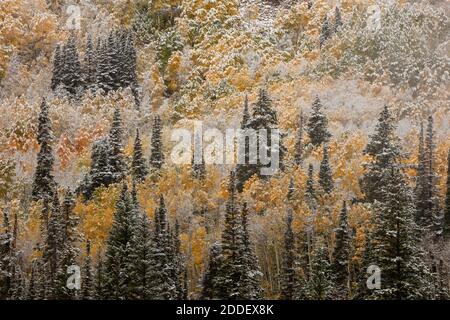 Herbst Schneesturm, Big Cottonwood Canyon in Utah Stockfoto