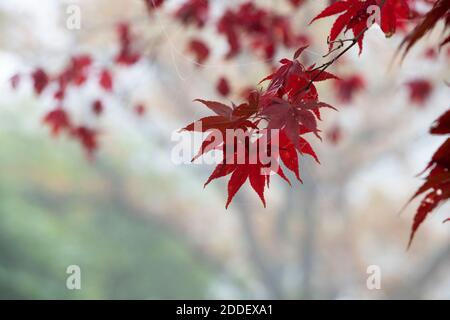Acer palmatum ‘Oshio beni’. Oshio Beni Japanischer Ahorn hinterlässt im Herbstnebel Stockfoto