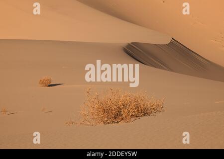 Dünenmuster, Eureka Dunes, Death Valley National Park, Kalifornien Stockfoto