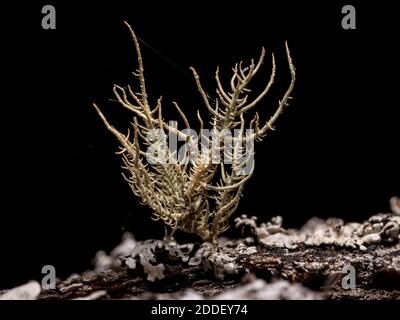 Bart Lichen der Gattung Usnea Stockfoto