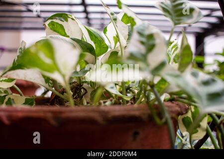 Blick auf die Geldanlage (auch bekannt als Epipremnum aureum) in einem hängenden Blumentopf. Invasive blühende Pflanze. Selektiver Fokus Stockfoto