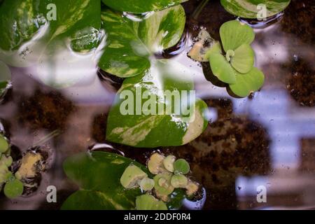 Blick auf die Geldanlage (auch bekannt als Epipremnum aureum) in einem Wassertopf. Invasive blühende Pflanze. Selektiver Fokus Stockfoto