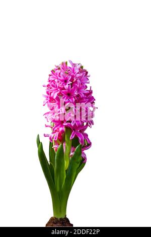 Nahaufnahme rosa Hyazinthen Blume isoliert auf weißem Hintergrund.gespeichert mit Clipping Pfad. Stockfoto