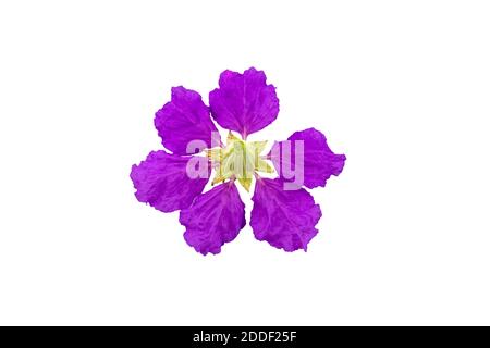 Königinnen krapfen Myrte Blumen oder Königin Blume, Lagerstroemia inermis Pers, Pride of India, Jarul isoliert auf weißem Hintergrund.gespeichert mit Clipping Pfad. Stockfoto