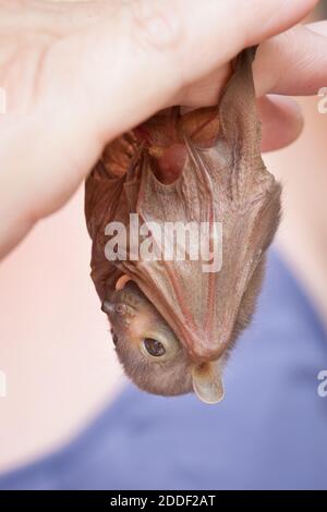 Waisenkind Östliche Röhrennase Fledermaus (Nyctimene robinsoni) ca. 18 Tage alt, in Ruhe hängend. November 2020. Cow Bay. Queensland. Australien. Stockfoto